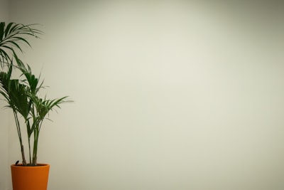 BVI公司的核心优势剖析